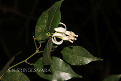 Paramignya monophylla